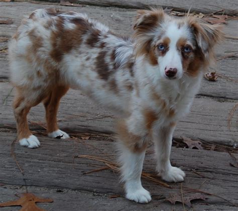 Merle is a distinguishing marking of several breeds, particularly the australian shepherd and catahoula leopard dog, and appears in others, including the koolie in australia, the shetland sheepdog, various collie breeds, the cardigan welsh corgi, the pyrenean shepherd and the bergamasco shepherd. Pin by Chrissianne Demkee on I just like it | Toy ...