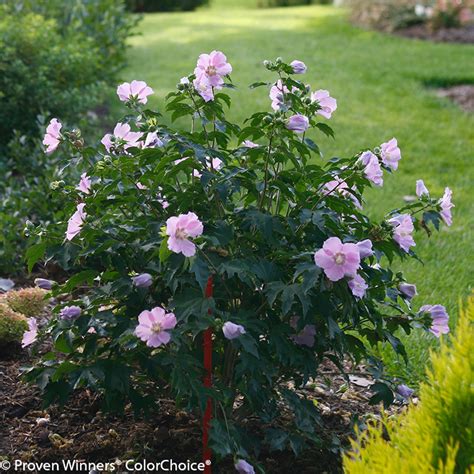 pink chiffon® rose of sharon plant addicts