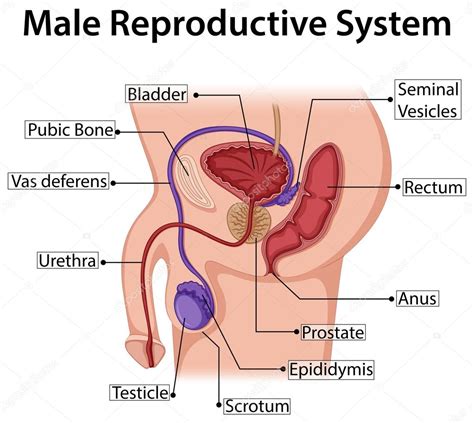 Diagrama Que Muestra El Sistema Reproductor Masculino Vector De Stock