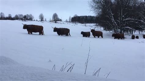 Scottish Highland Cattle In Finland Snow Train 5th Of December 2016