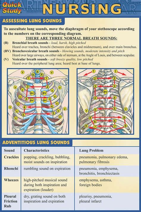 Charting Lung Sounds Examples