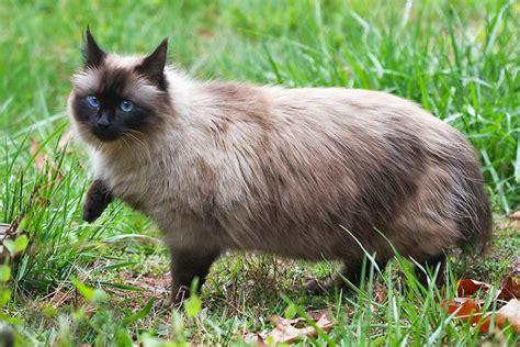 Siamese Cat Breed Profile Personality Care Pictures