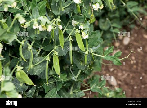 Flowers And Pea Pods On Pisum Sativum Balmoral Garden Peas Stock