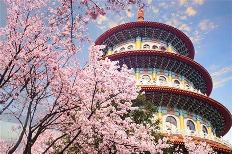 2023 Cherry Blossom Season Shuangbei Cherry Blossom 1 Day Tour｜tamsui Tianyuan Palace Cherry