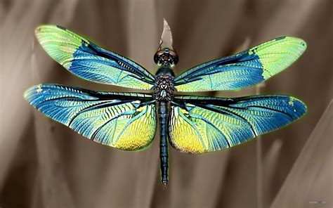 Beautiful Dragonfly Wallpaper 1920x1200 11611