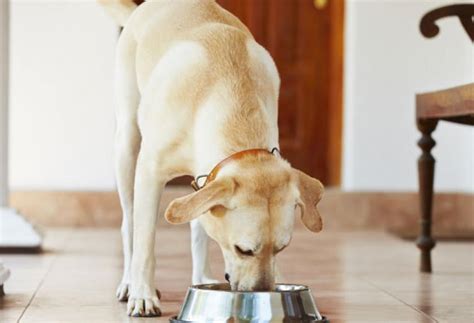 5 Reasons Your Dog Is Extremely Hungry Petmd