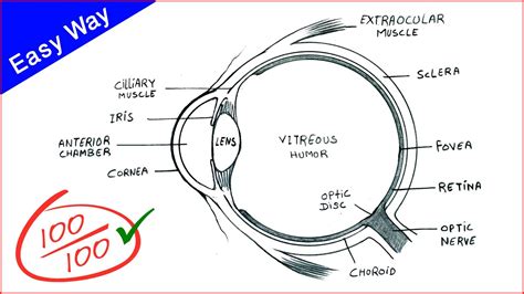 Draw And Label The Eye Structure Draw A Neat Labeled Diagram Of Human