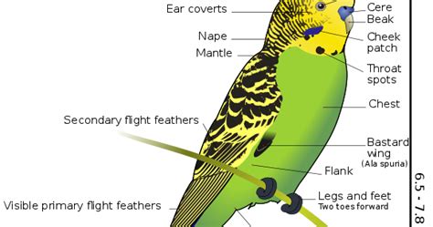 Budgerigar Parakeet Species Feeding And Evolution ~ Birds Breeding