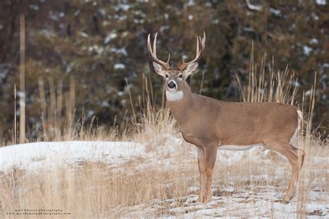 Professional Whitetail Deer Photography Matt Hansen