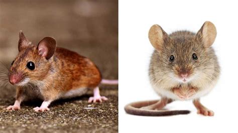 field mouse vs house mouse