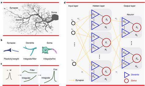 overview of the biological and artificial neural networks with download scientific diagram