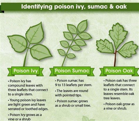 How To Identify Poison Ivy Sumac And Oak Poisonous Plants Poison Ivy