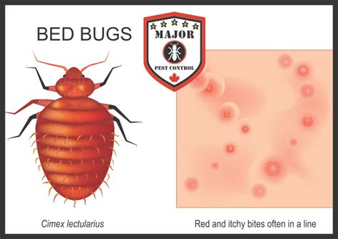 Three Things To Know About Bed Bugs Major Pest Control Calgary