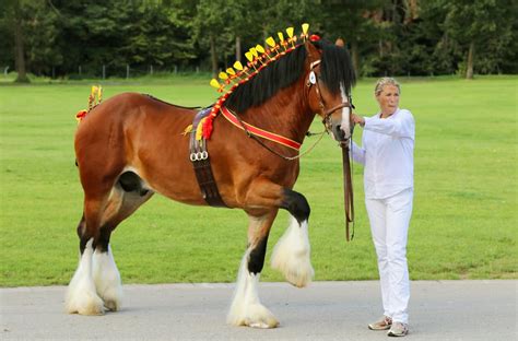 Horse Height In Hands Chart Measuring Tips