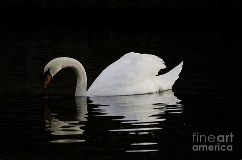 One Swan Photograph By Mats Silvan Fine Art America