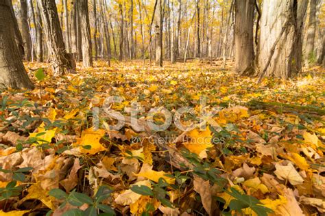 Fall Forest Floor Stock Photo Royalty Free Freeimages