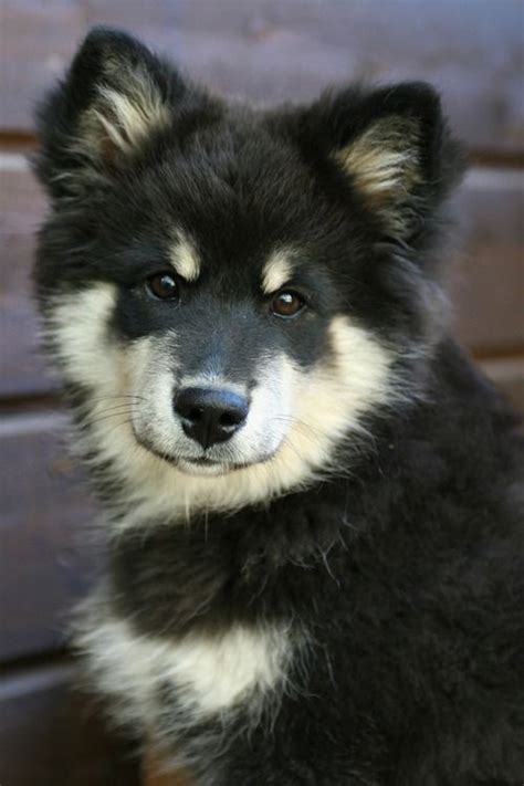 The Finnish Lapphund Breed Native To The Country Of Finland It Was