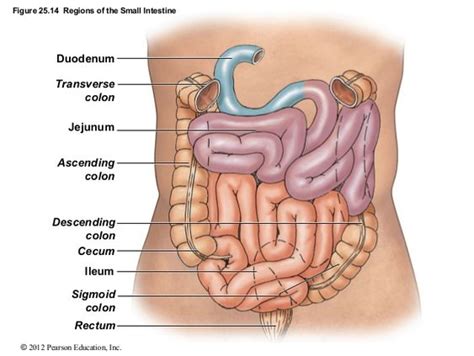 Waste products from the digestive process include undigested parts of food, fluid, and older cells lining your stomach and small intestine make and release hormones that control how your digestive you have nerves that connect your central nervous system—your brain and spinal. Figure 25.14 Regions of the Small Intestine Duodenum Transverse colon Jejunum Ascending colon ...