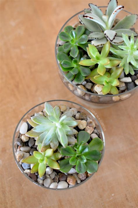 Diy Succulent Planters Simply Whisked