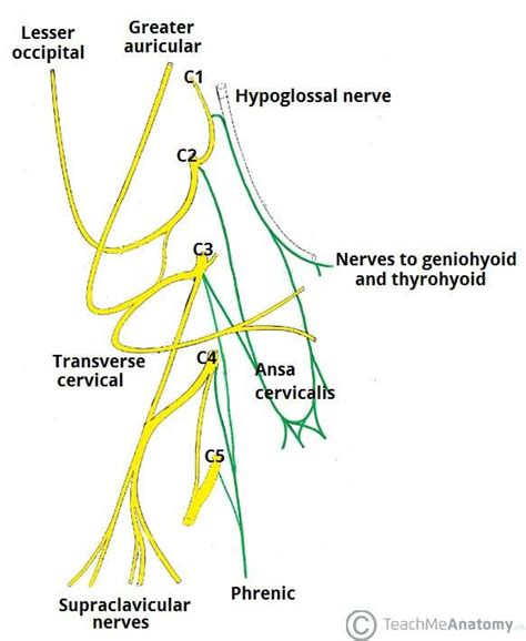 Cervicale Plexus In 2020