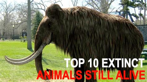 Top 10 Extinct Animals Found Alive In 2020 Youtube