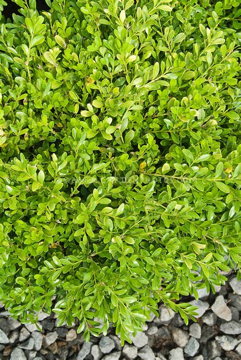Buxus Microphylla Var Sinica Franklins Gem Plant And Flower Stock