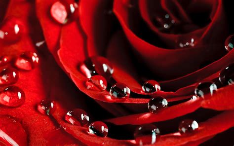 Rose With Water Drops Wallpapers Group 78