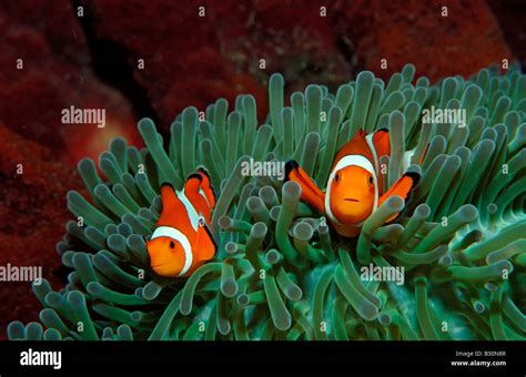 Two Clown Anemonefishes Amphiprion Ocellaris Indonesia Bali Indian