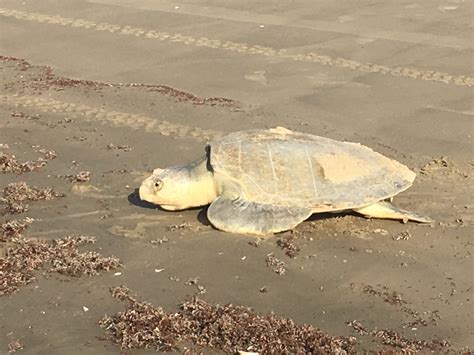2020 Sea Turtle Patrol Resource Page Turtle Island Restoration Network