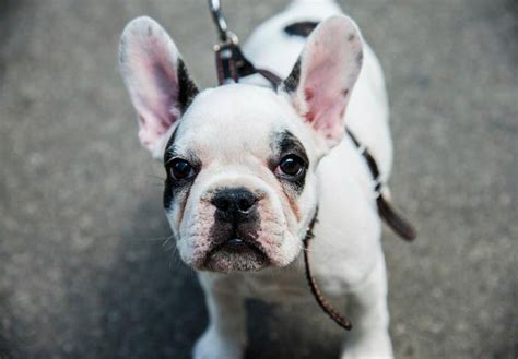 Everything you want to know about this miniature dog, including how teacup sized pups are bred and how to care for if your heart is set on a mini french bulldog puppy, you must make sure to find a reputable breeder. French Bulldog Rescue Wisconsin | Top Dog Information