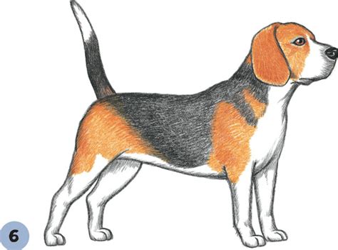 Beagle Drawing Skill