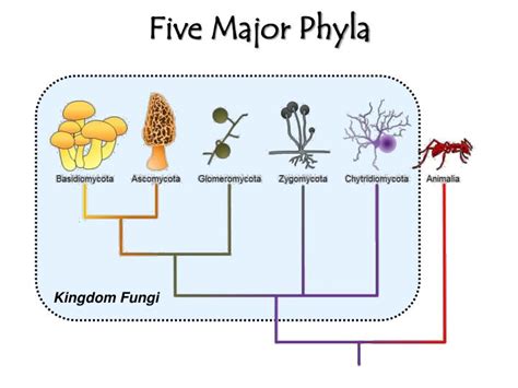 Phyla Of Fungi