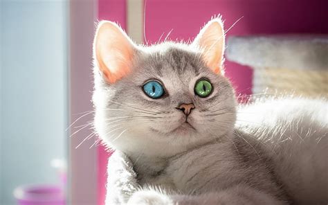 3840x2160px 4k Free Download Gray Cat Heterochromia Cute Animals