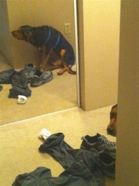 These Dogs Suck At Hide And Seek 38 Pics