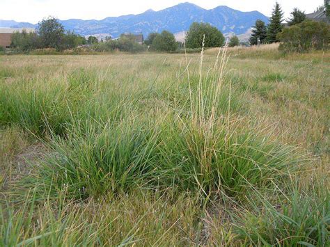 How To Get Rid Of Tall Fescue Clumps In 3 Simple Steps
