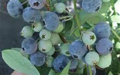 Vernon Rabbiteye Blueberry 1 Gallon Shrub Fruit Blueberry Bushes