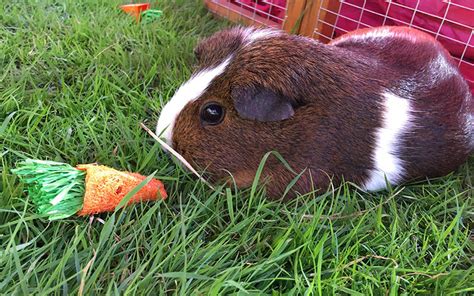 Best Guinea Pig Toys Reviewed By Our Own Guinea Pigs