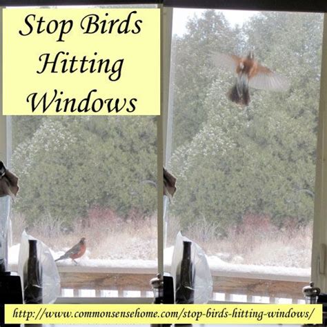 how to keep birds from flying into windows