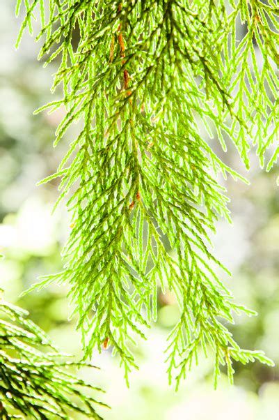 About Yellow Cedar Tree Identification Properties And Uses Softwood