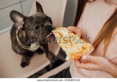 Can Dogs Eat Human Food All The Time