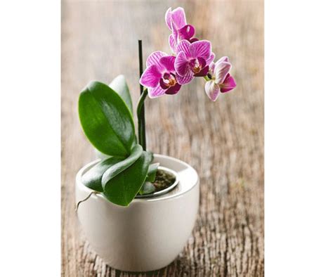 Orchid Care Tips Artofit