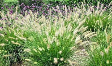 2 Pennisetum Alopecuroides Bunny Tails Large Plugs Grass Etsy