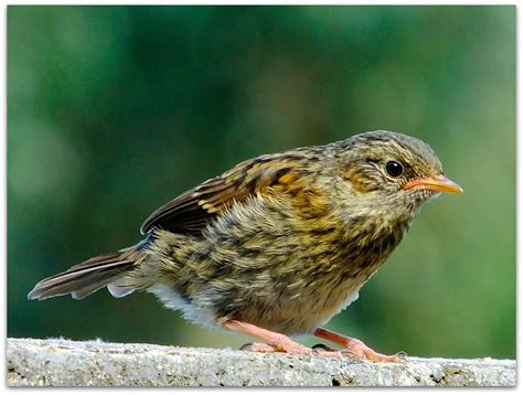 Young Dunnock Just Fledged © All Rights Reserved Dunnock Flickr