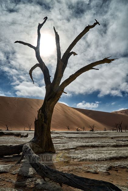 Travel4pictures Famous Dead Vlei With Dead Trees Desert Landscape Of