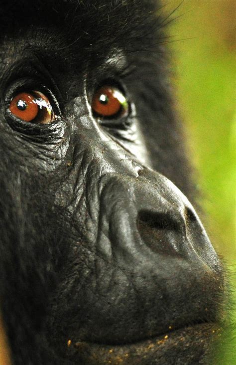 Gorilla Eyes In Rwanda Photograph By David Demoe
