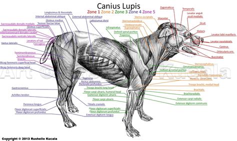 Image Result For Canine Facial Muscle System Dog Anatomy Horse