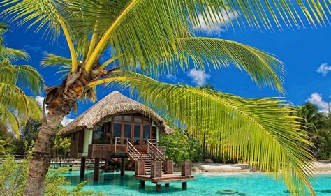 Free Download Hd Wallpaper Coconut Tree Palm Trees Resort Beach