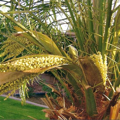 All 92 Images Palm Tree Seed Pods Pictures Superb