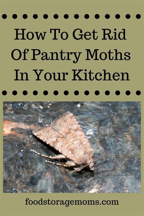 You May Find These Small Pantry Moths On Walls In Your Cupboards And In Your Food Here Are