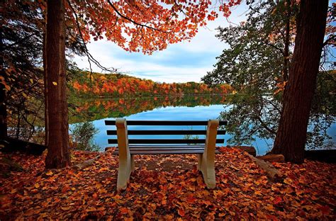 Brown Garden Bench Beside Lake During Daytime Hd Wallpaper Wallpaper